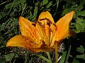 Liliaceae - Lilium croceum_1